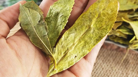 Chè dung có tác dụng tuyệt vời trong điều trị các bệnh về gan, dạ dày, đại tràng,...