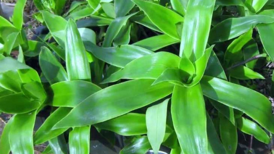 Cây lược vàng dùng để điều trị nhiều bệnh lý khác nhau như gan, dạ dày, xương khớp, da liễu,…