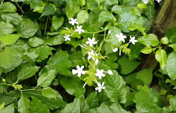 Những bài thuốc chữa bệnh từ dược liệu bạch hoa xà thiệt thảo hiệu quả