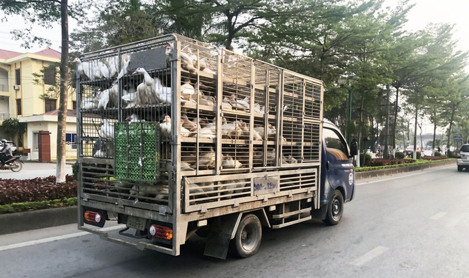 Bắc Ninh ngăn chặn, phát hiện và xử lý nghiêm các trường hợp vận chuyển trái phép gia cầm từ nước ngoài vào địa bàn tỉnh