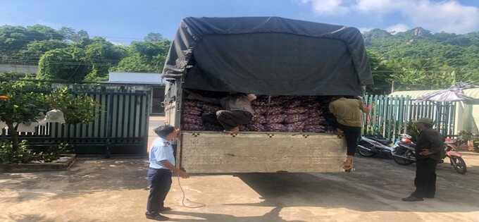 An Giang thu giữ 10 tấn củ tỏi tươi không có nhãn phụ bằng tiếng Việt