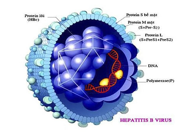 Viêm gan B gây ra những biến chứng như suy gan, ung thư gan hoặc xơ gan