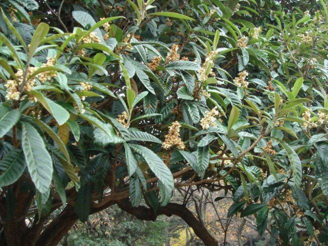Lá nhót tây điều trị viêm phế quản mạn tính và cảm sốt