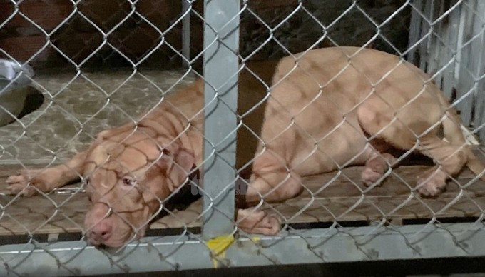 Bình Dương: Người phụ nữ lớn tuổi bị chó Pitbull nuôi trong nhà cắn tử vong