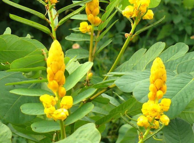 Công dụng chữa bệnh của cây muồng trâu