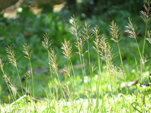 Những công dụng chữa bệnh của cây cỏ may