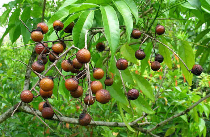 Những công dụng chữa bệnh của cây bồ hòn