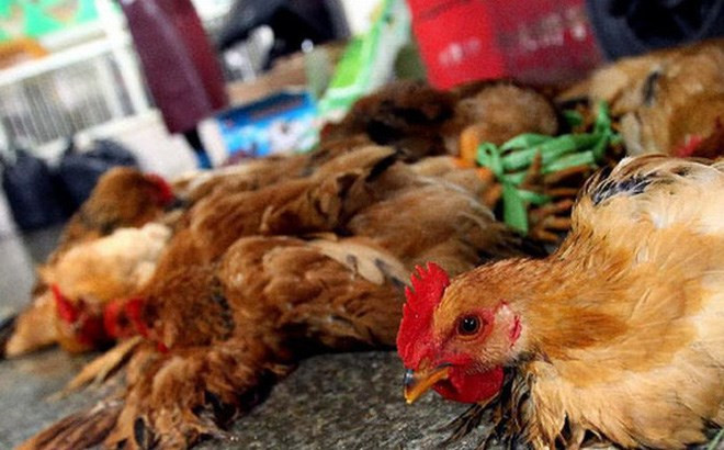 Ninh Bình ngăn chặn, phát hiện và xử lý nghiêm các trường hợp buôn bán, vận chuyển trái phép gia cầm, sản phẩm gia cầm