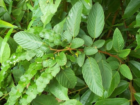 Cây chuỗi tiền điều trị sưng gan, sưng lá lách do bệnh sán máng