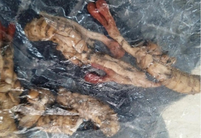 TP. HCM tiếp nhận nam bệnh nhân bị ngộ độc sau khi ăn xác ve sầu
