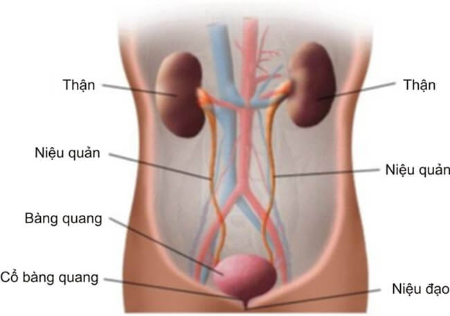 Trẻ mắc bệnh thận mạn tính nhập viện nguy kịch do cha mẹ tự ý bỏ điều trị