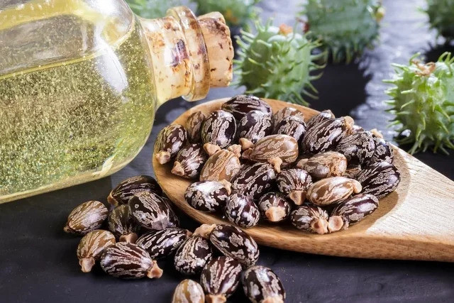 Dầu thầu dầu giúp mọc tóc