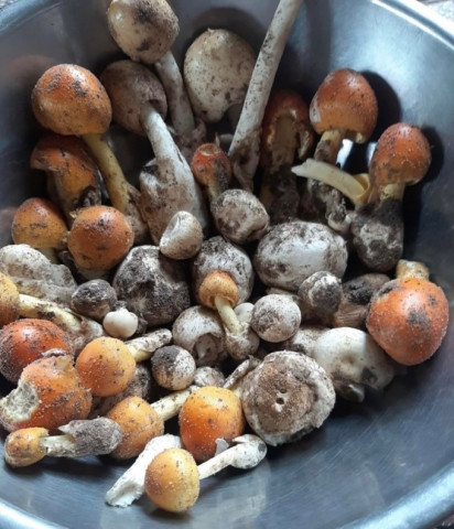 Tây Ninh ghi nhận thêm 6 người bị ngộ độc do ăn nấm rừng