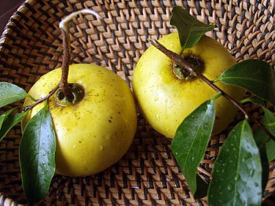 Những công dụng chữa bệnh từ cây thị