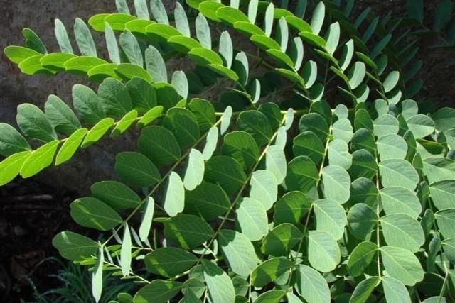 Barbatimão là loại cây được sử dụng rộng rãi trong y học cổ truyền