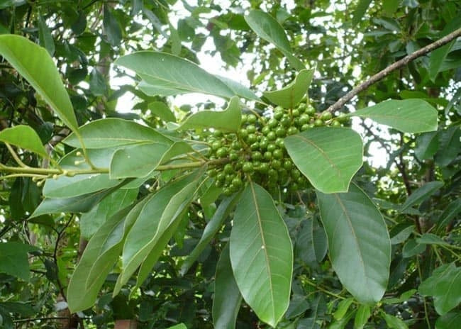 Ba loại cây bời lời và những tác dụng quý trong y học