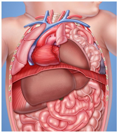 Tìm hiểu về thoát vị hoành sơ sinh