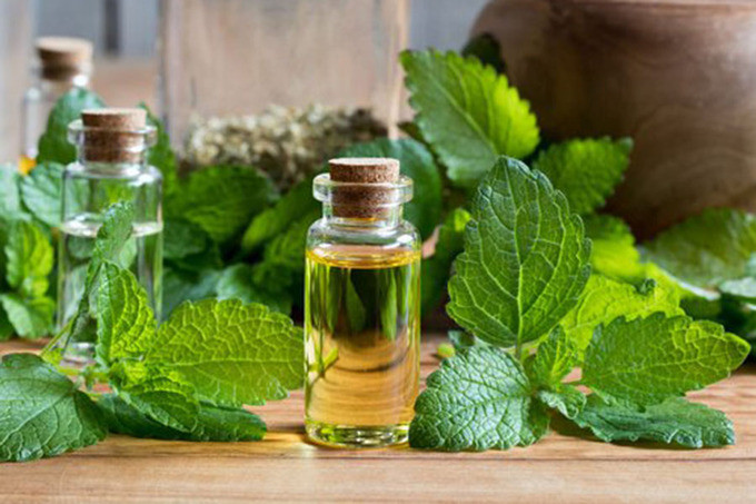 Tía tô đất có nhiều tác dụng trong việc chữa bệnh