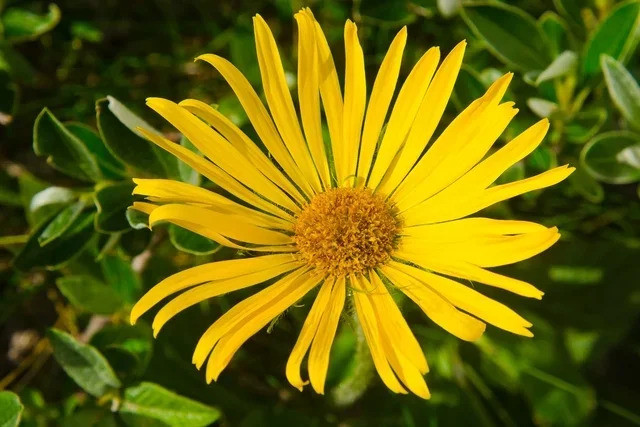 ​Arnica có đặc tính chống viêm, giảm đau, kháng khuẩn, chống oxy hóa và chống đông máu