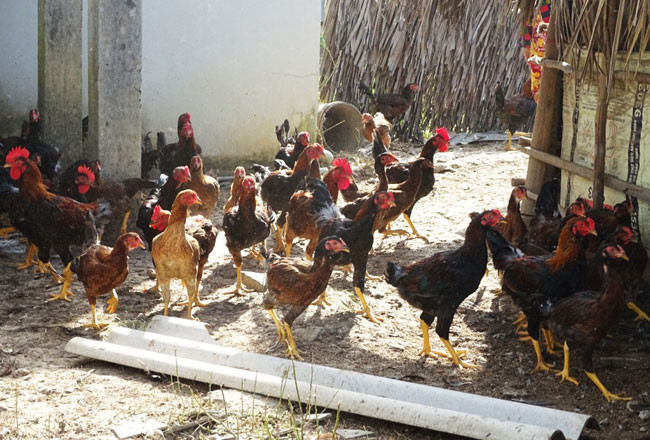 Long An tăng cường thực hiện các biện pháp phòng, chống cúm gia cầm lây sang người
