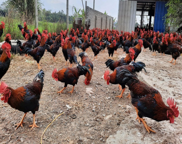 Quảng Nam tăng cường giám sát ngăn ngừa cúm gia cầm lây sang người