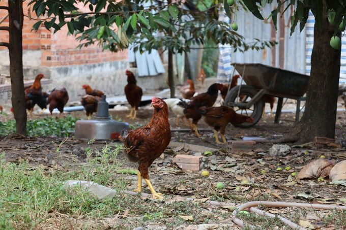 Tây Ninh tăng cường các biện pháp phòng, chống bệnh cúm gia cầm lây sang người