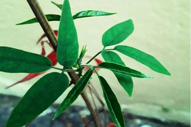 Tác dụng của cây thuốc Pariri