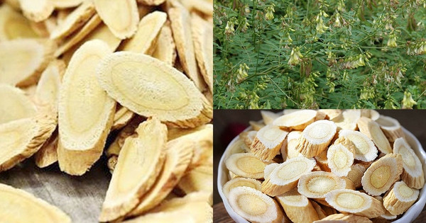 Bài thuốc điều trị bệnh từ Hoàng kỳ