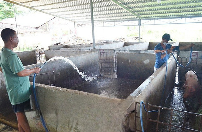 Kiên Giang tăng cường quản lý kiểm dịch vận chuyển, kiểm soát giết mổ động vật