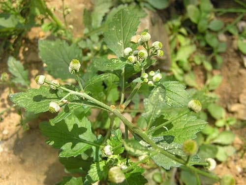 Cúc mắt cá giúp thanh nhiệt, điều trị viêm gan, viêm họng và lở miệng