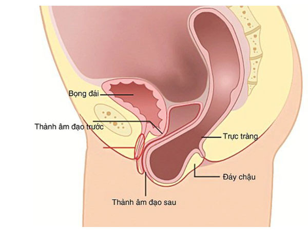 Quảng Ninh phẫu thuật Altemeier thành công cho người bệnh nhân nữ 79 tuổi bị sa trực tràng