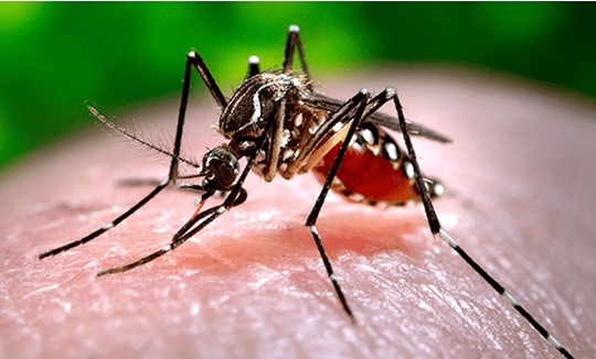 Phú Yên tăng cường phòng, chống dịch bệnh do muỗi truyền vì hiện tượng El Nino
