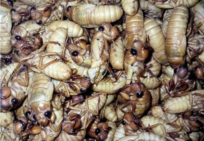 Quảng Ninh điều trị cho nam bệnh nhân 17 tuổi bị sốc phản vệ sau khi ăn ve sầu