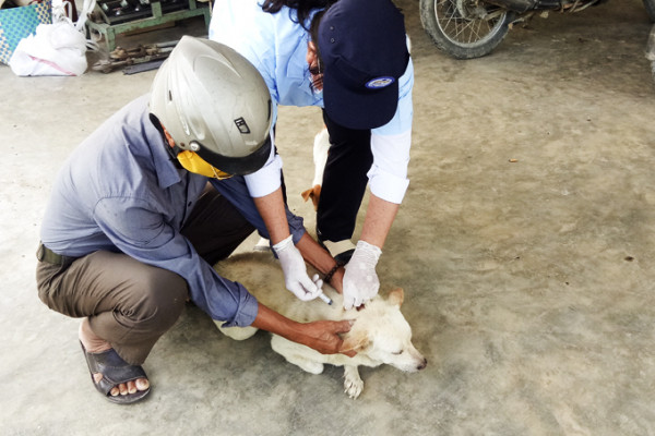 Khánh Hòa tăng cường các biện pháp cấp bách phòng, chống bệnh dại