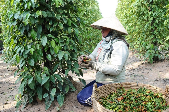 Công điện của Thủ tướng Chính phủ về việc hỗ trợ các doanh nghiệp xuất khẩu hồ tiêu sang thị trường UAE