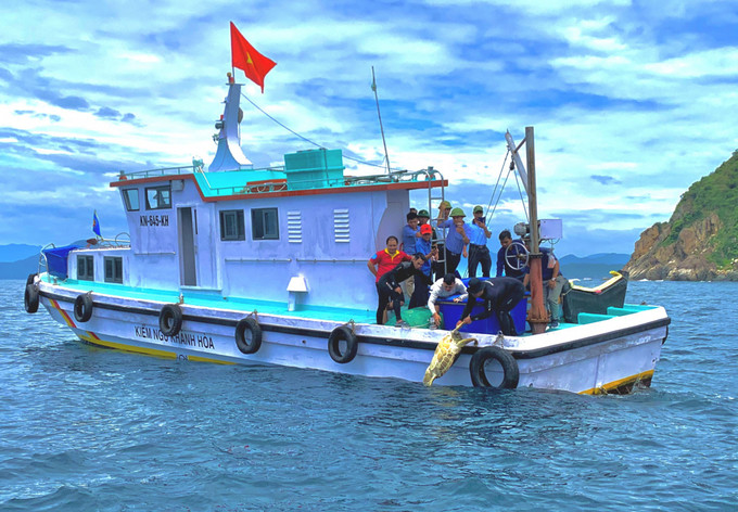 Khánh Hòa thả 9 cá thể rùa biển về tự nhiên