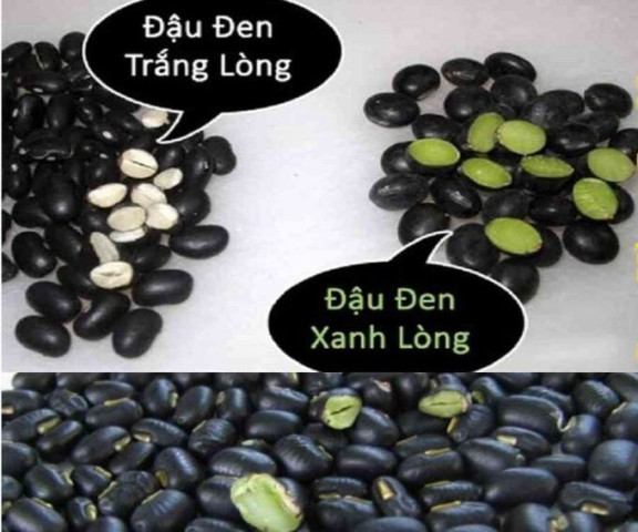 Phân biệt công dụng làm thuốc của đậu đen lòng xanh và lòng trắng