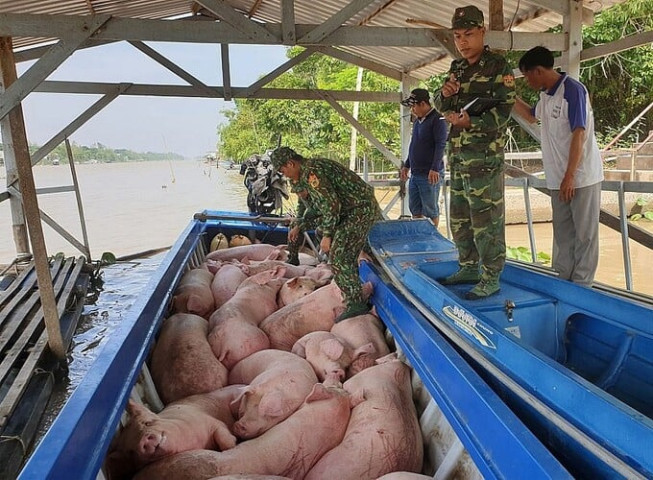 Công điện về việc ngăn chặn, phát hiện và xử lý nghiêm các trường hợp buôn bán, vận chuyển trái phép lợn qua biên giới vào Việt Nam