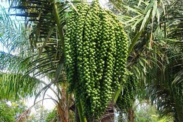 Công dụng làm thuốc của hạt đác và cây đác