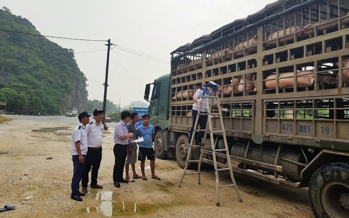 Gia Lai xử lý nghiêm các trường hợp mua bán, vận chuyển trái phép lợn qua biên giới vào Việt Nam