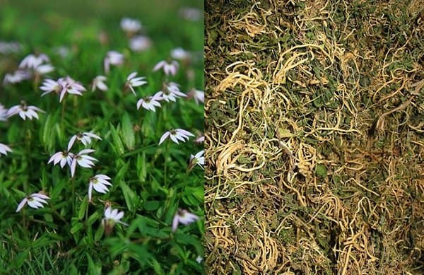 Cây bán biên liên điều trị viêm gan, viêm ruột và xơ gan cổ trướng