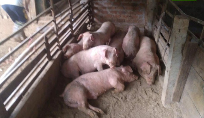 Đắk Nông phát sinh thêm 2 ổ dịch tả heo châu Phi