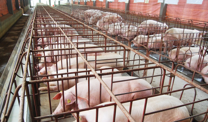 Bắc Ninh xử lý nghiêm các trường hợp buôn bán, vận chuyển trái phép lợn từ nước ngoài vào địa bàn tỉnh