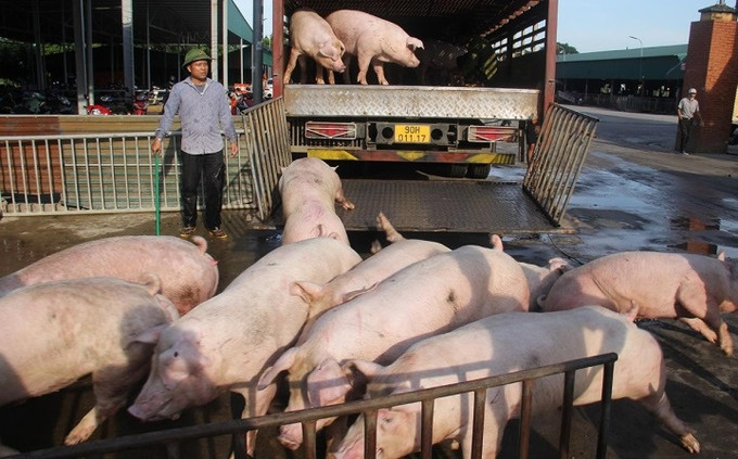 Thừa Thiên Huế ngăn chặn, phát hiện và xử lý nghiêm các trường hợp buôn bán, vận chuyển trái phép lợn qua biên giới vào Việt Nam