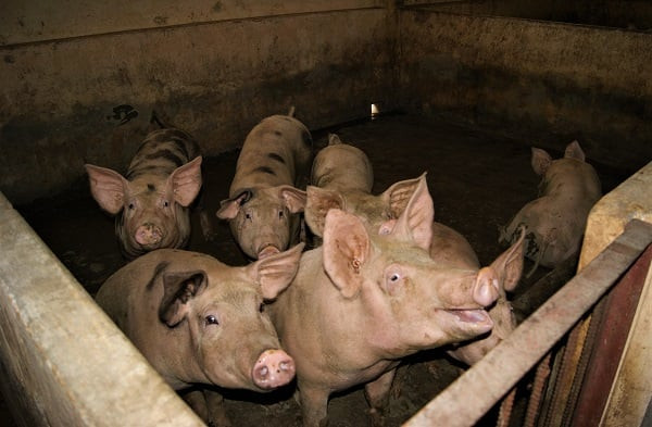Cà Mau ngăn chặn buôn bán, vận chuyển trái phép heo