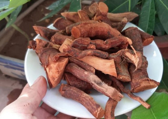 Nghệ An xảy ra nhiều trường hợp ngộ độc do sử dụng rễ cây Mú Từn làm nước uống và ngâm rượu