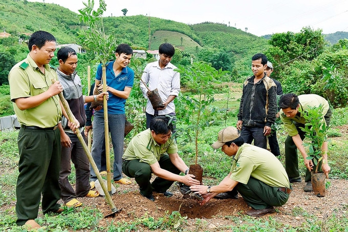Gia Lai ban hành kế hoạch trồng rừng thay thế năm 2023