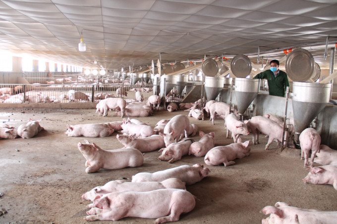 Đắk Lắk tăng cường kiểm soát, ngăn chặn việc vận chuyển, buôn bán trái phép lợn vào tỉnh