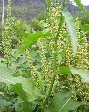 Cây chút chít và cách điều trị táo bón, hắc lào, ngứa ghẻ dân gian
