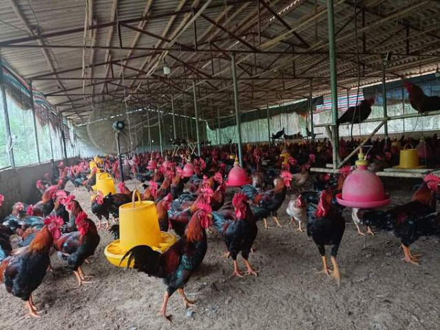 Gia Lai tăng cường các biện pháp hạn chế sử dụng kháng sinh trong chăn nuôi